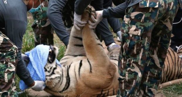 मंदिर पर बाघों को सताने और वन्य जीवों की तस्करी के आरोप