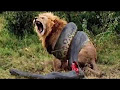 Giant Anaconda vs Lion vs Tiger vs Python – Wild Animal Attacks #5
