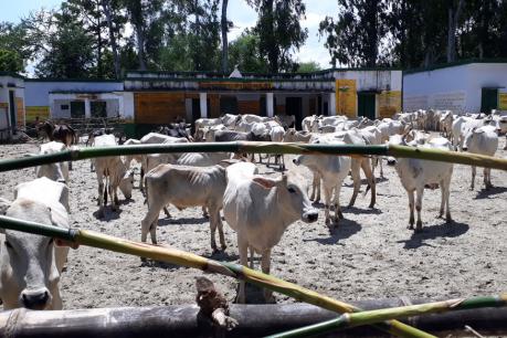 अब स्कूल में गायों को पढ़ाएंगे गाँव वाले ,आवारा जानवरो से तंग आकर उठाया यह क़दम