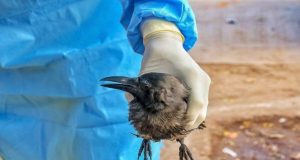 10 राज्यों में बर्ड फ्लू की पुष्टि, दिल्‍ली में भी कौवों और बत्‍तखों के मरने की खबर