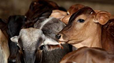 ICAR develops vaccine for Lumpy Skin Disease in cattle.