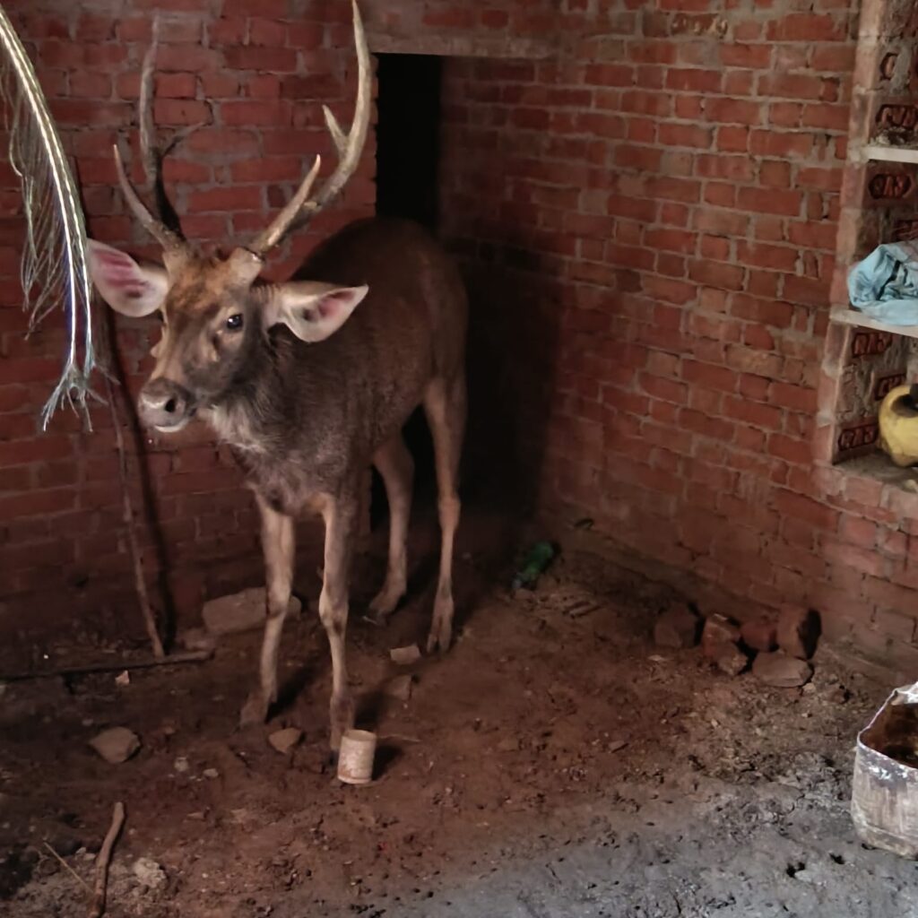 up-stag-enters-house-escape-do